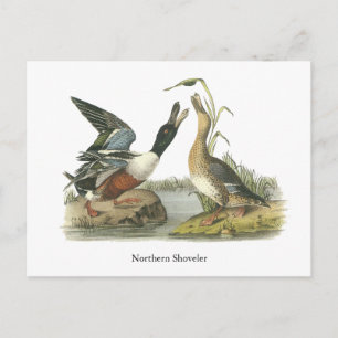Carte Postale Northern Shoveler, John Audubon