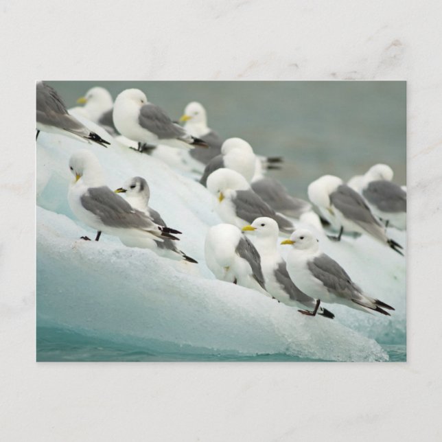 Carte Postale Norvège, Archipel de Svalbard, Spitsbergen (Devant)