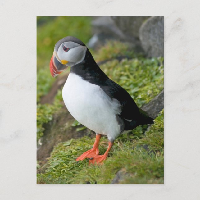 Carte Postale Norvège, Archipel de Svalbard, Spitsbergen 9 (Devant)