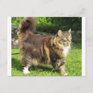 Carte Postale norwegian forest cat full.png