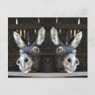 Carte Postale Nosey âne en miroir