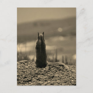 Carte Postale Nosferatu Squirrel