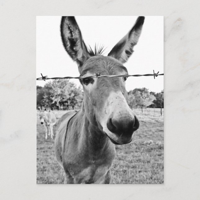 Carte Postale Nosy Donkey (Devant)