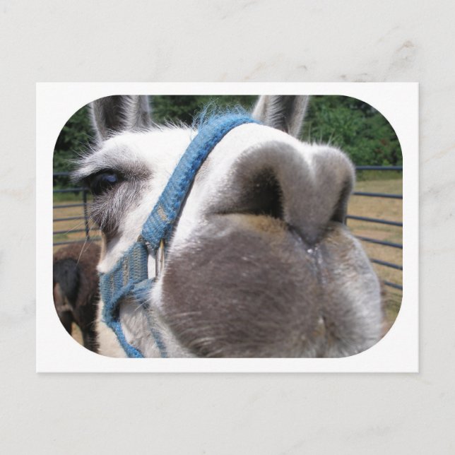 Carte Postale Nosy Llama (Devant)
