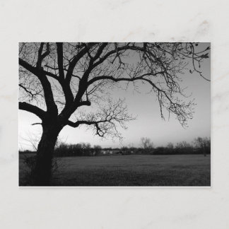 Carte postale noueuse d'arbre