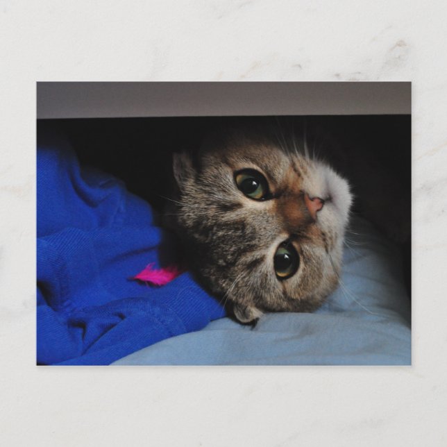 Carte Postale Nouilles le chat dans le tiroir (Devant)