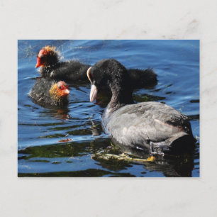 Carte Postale Nourrir des bébés