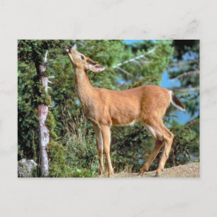 Carte Postale Nourrir des cerfs