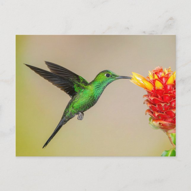 Carte Postale Nourriture brillante de colibri à partir d'une fle (Devant)
