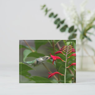 Carte Postale Nourriture De Colibri À Red Crocosmia