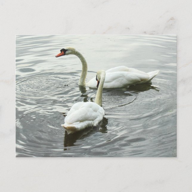 Carte Postale Nourriture Des Cygnes. Lac Roath Park, Cardiff, Pa (Devant)