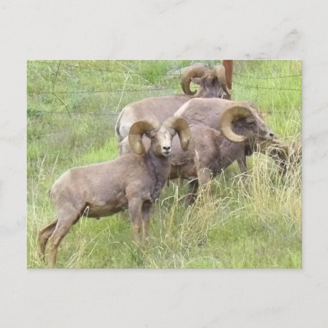 Carte Postale Nourriture des moutons de grande corne (Devant)