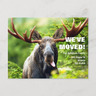 Carte Postale Nous avons déménagé   Colorée Moose Moving Faire-p