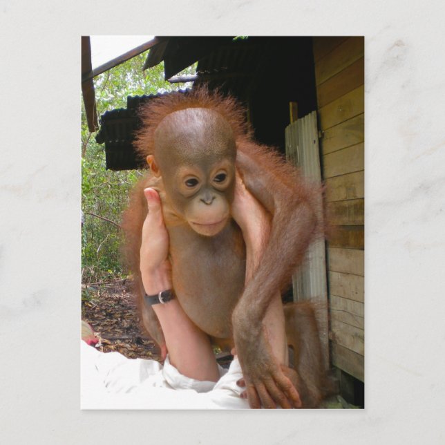 Carte Postale Nouveau bébé doux Orangutan (Devant)