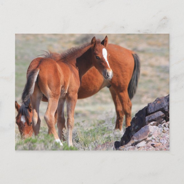 Carte Postale Nouveau départ (Devant)