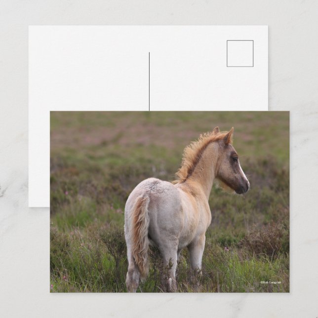 Carte Postale Nouveau Foie De Pony Forestier À L'Écart (Devant / Derrière)