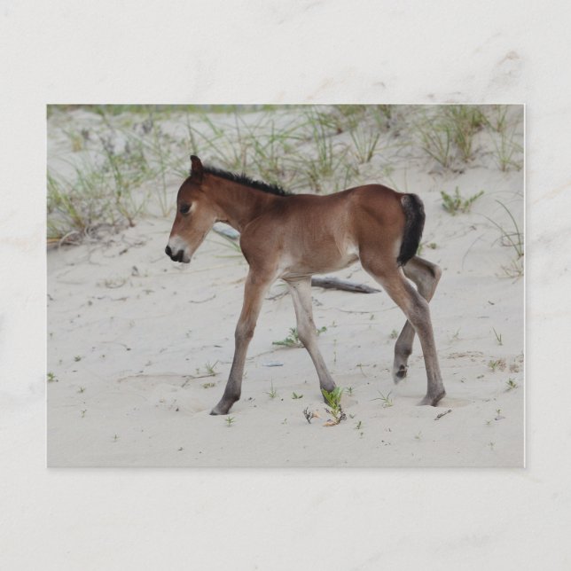 Carte Postale Nouveau jour (Devant)