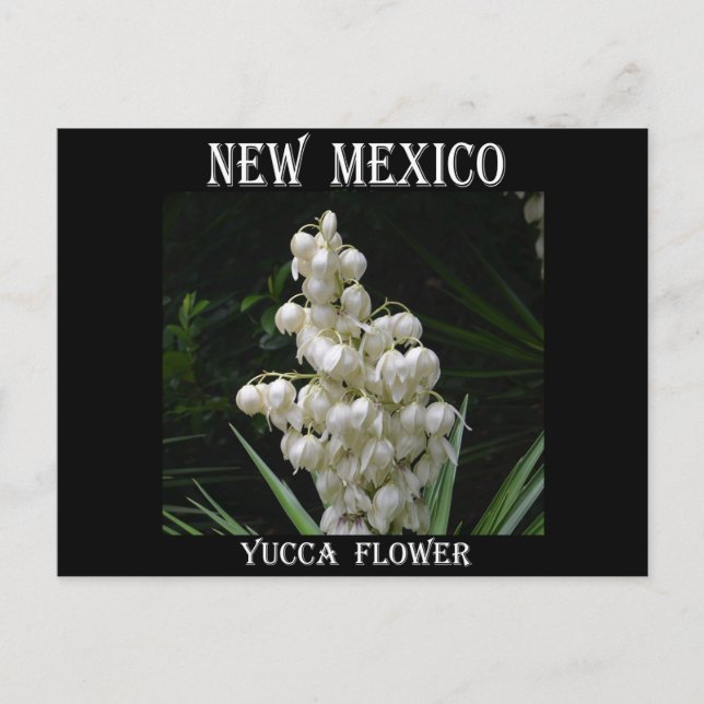 Carte Postale Nouveau-Mexique Fleur du Yucca (Devant)