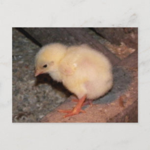 Carte Postale Nouveau-né