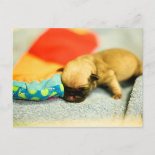 Carte Postale Nouveau-né bébé Carlin chien