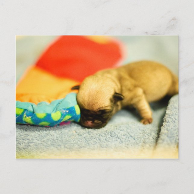 Carte Postale Nouveau-né bébé Carlin chien (Devant)