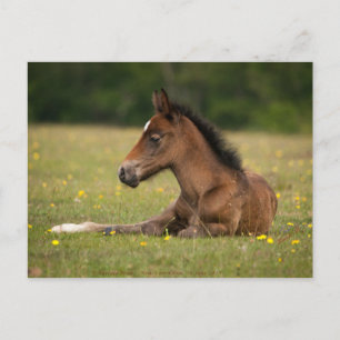 Carte Postale Nouveau poulain forestier