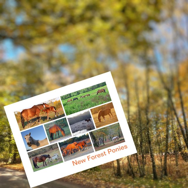 Carte Postale Nouveaux Ponts Forestiers (Créateur téléchargé)