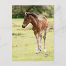 Nouvel écorce de poney forestier