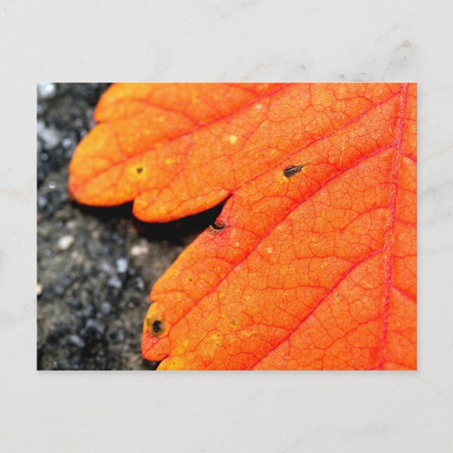 Carte Postale Nouvelle-Angleterre automne (Devant)