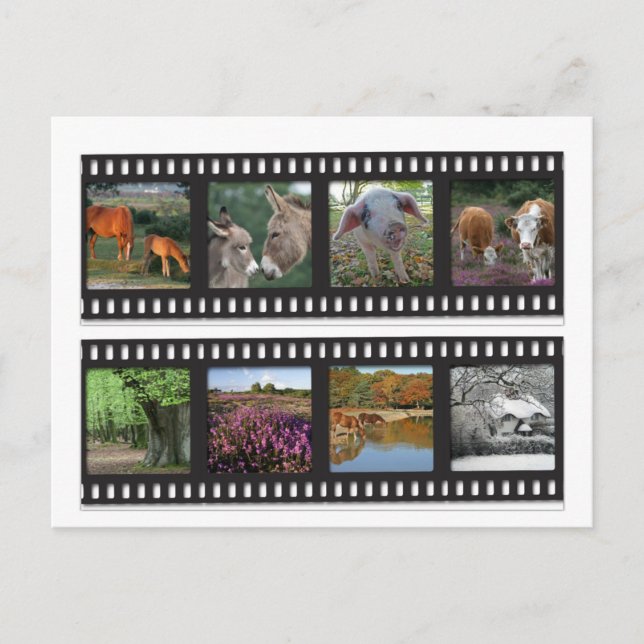 Carte postale Nouvelle bande de film Forest (Devant)