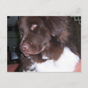 Carte Postale Nouvelle fille