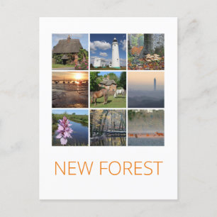 Carte Postale Nouvelle forêt
