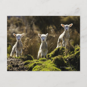 Carte Postale Nouvelle-Zélande, Île du Sud, Fiordland National