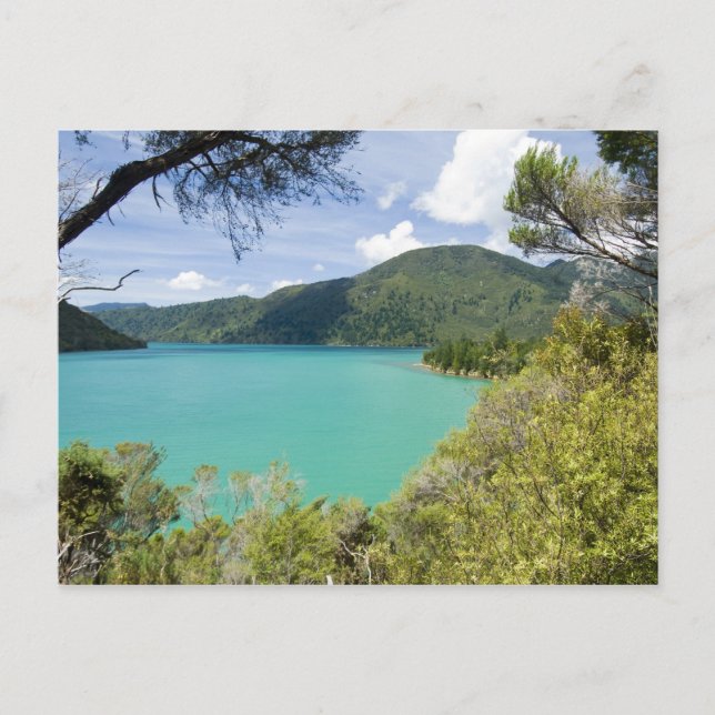 Carte Postale Nouvelle-Zélande, South Island, Marlborough Sons. (Devant)
