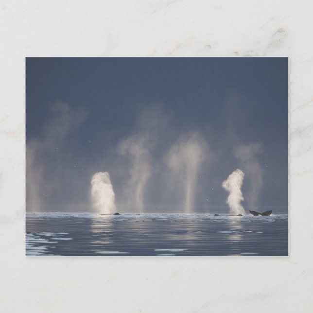 Carte Postale Novaeangliae de Megaptera de baleines de bosse) (Devant)