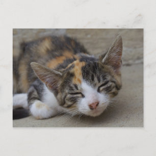 Carte Postale Noyer Calico Kitten