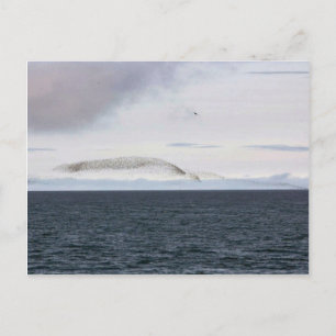 Carte Postale Nuage d'Auklet, île de Kasatochi