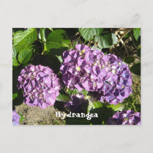 Carte Postale Nuances de l'hydrangée violette