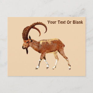 Carte Postale Nubian Ibex - Ein Gedi