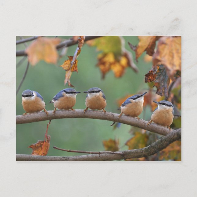 Carte postale Nuthatch (Devant)