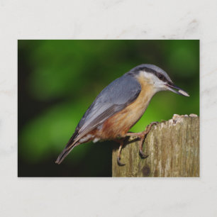 Carte postale Nuthatch