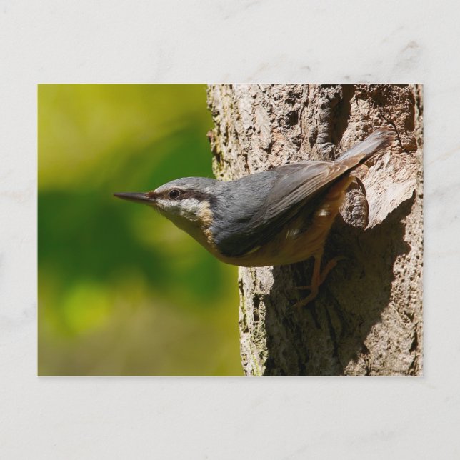 Carte postale Nuthatch (Devant)