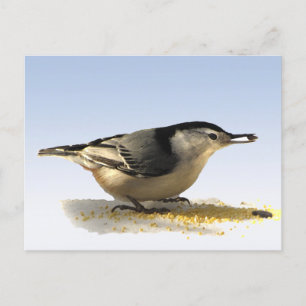 Carte Postale Nuthatch à poitrine blanche