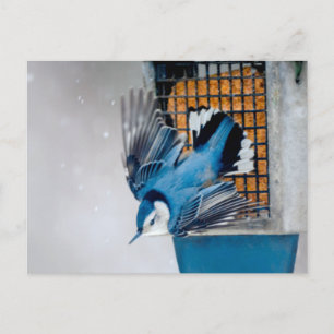 Carte Postale Nuthatch à poitrine blanche en neige - Photo origi