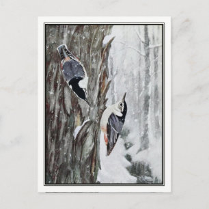 Carte Postale Nuthatch à poitrine blanche - Robert Bruce Horsfal