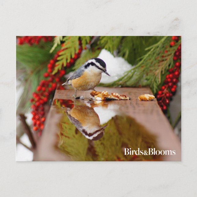 Carte Postale Nuthatch à poitrine rouge (Devant)