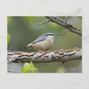 Carte postale Nuthatch à poitrine rouge