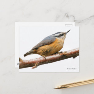 Carte Postale Nuthatch à poitrine rouge sur branche