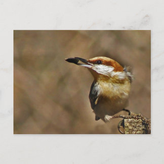Carte Postale Nuthatch à tête Brown
