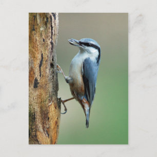 Carte Postale Nuthatch aux graines de tournesol